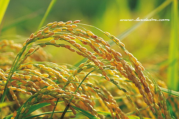 環保酵素種植水稻